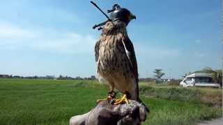 Kestrel free flight after moulting [upl. by Adilen]