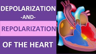 Depolarization and Repolarization of Heart Action Potential Atrial amp Ventricular Animation [upl. by Kerman]