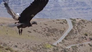 Andean condors fly back into the wild in Chile [upl. by Scornik]