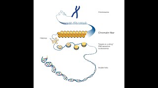 lncRNA long noncoding RNA [upl. by Anaig]