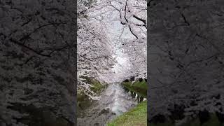 弘前公園桜祭り北国の桜Hirosaki Park Cherry Blossom FestivalNorthern Cherry Blossoms [upl. by Anneg]