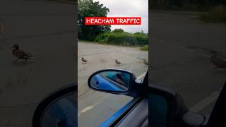 Ducks as traffic lights in Heacham😀 [upl. by Bramwell]