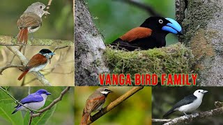 All Vanga Bird Species vanga birds family  vangabirds [upl. by Zelig]