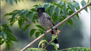 Redvented Bulbul Call and Song [upl. by Lertsek]