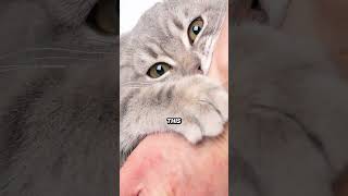 The Painful Secret Behind Declawing [upl. by Ecikram]