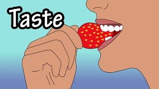 How Does Taste Work  How Do Taste Buds Work  Structure Of The Tongue  Structure Of Taste Buds [upl. by Kacerek253]