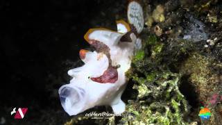 Muck Diving in Lembeh Strait Episode 9 [upl. by Ruhtra]