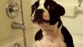 Funny Boston Terrier Howling to Mission Impossible [upl. by Marb]