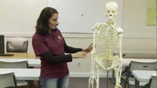 Skeleton Anatomy and Physiology Review Bones 01 [upl. by Moselle]