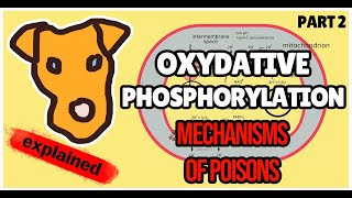 Oxidative Phosphorylation Poisons Biochemistry for Step 1 [upl. by Westlund]