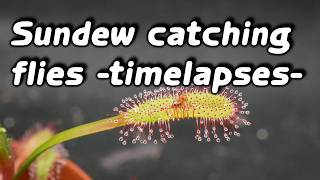 Timelapses with sundew Drosera capensis pt26 [upl. by Graner517]