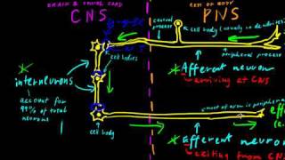 Part 2  Classes of Neurons [upl. by Ailla]