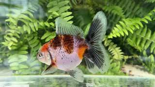 16144 Calico Rosetail Oranda [upl. by Ennaj]