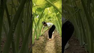 Why Chinese Cultivate Tato in Large Scale farming china shorts [upl. by Dub491]