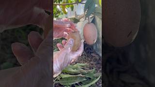 Fruit Review 🍅🍑🍎 Cut sapodilla fruit sapodilla [upl. by Alleul677]