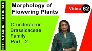 Morphology of Flowering Plants  NEET  Cruciferae or Brassicaceae Family  Part 2  Neela Bakore [upl. by Gerg]