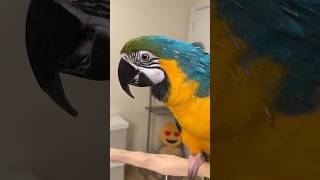 Macaw pin feathers opening and preening – How long does it take to grow parrot birds [upl. by Bernhard963]