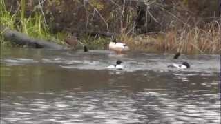 hilarious merganser duck chase [upl. by Thorstein]