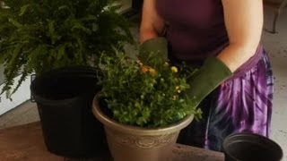 Potting Lantana  Plant amp Flower Care [upl. by Nyrmak538]