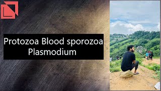 parasitology Protozoa Blood sporozoa Plasmodium plasmodium malaria lab norcet mlt neet2024 [upl. by Eecak]