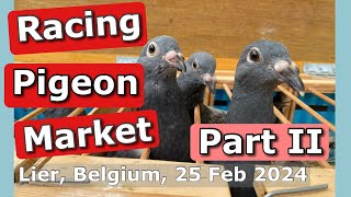 Racing Pigeon Market Lier Belgium 25 February 2024  Part II [upl. by Arvie]