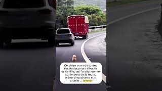 Avant vos voyages penser à trouver une solution pour votre 🐶 Des dog sitters existent [upl. by Eonak]