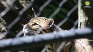 Scent Enrichment at the Smithsonians National Zoo [upl. by Fernandez]