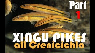 Pike cichlids Crenicichla guide to all the species from the Rio XIngu in nature and the aquarium [upl. by Waldack]