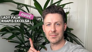 Lady Palm Rhapis Excelsa Care Guide and Growing Tips [upl. by Nahrut]