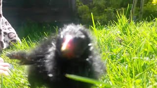 Moorhen Chick Enjoys Grass [upl. by Aneleh]