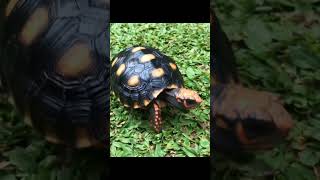 South American Cherry Head Red Foot Tortoise Hatchling [upl. by Sheeb]