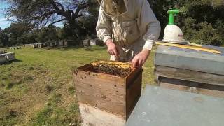 TUTO APICULTURE comment monter une ruche éleveuse en vu de faire de lélevage de reines [upl. by Aninaig825]