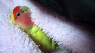 Chicken the Lovebird talking [upl. by Ainesell109]