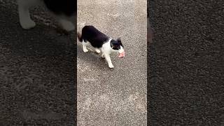 🐈‍⬛Doody കടിച്ചു കൊണ്ട് പോകുന്നത് കണ്ടോ🍗🍗 cat [upl. by Peterec]