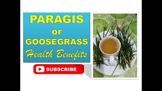 PARAGIS or INDIAN GOOSEGRASS HEALTH BENEFITS [upl. by Neelia]