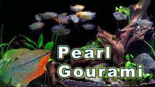 All You Need to Know About The Ultimate Gourami Pearl Gourami Care and Breeding [upl. by Judye]