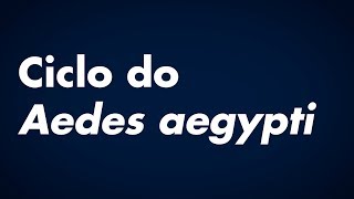 Ciclo do Aedes aegypti [upl. by Polito]