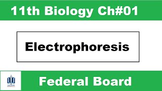 Electrophoresis  Chapter 1  11th Class Biology fbise  Ilmi Stars Academy [upl. by Ruffi]