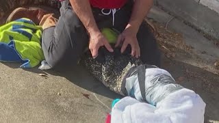 Texas family spends first day of school wrangling a gator [upl. by Airamasor]