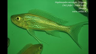 Haplotaxodon microlepis Kigoma [upl. by Inanaup]