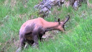 Pfeifende und stampfende Gams in den Ammergauer Alpen [upl. by Silera796]