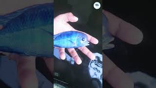 Malawi Blue Dolphin  Cyrtocara Moorii  aquarium ytshorts reels yt reels video viralvideo [upl. by Cecile60]