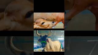 gau raksha trending shortvideo shortsfeed dairyfarm viralvideo like gircow video [upl. by Sinnelg]