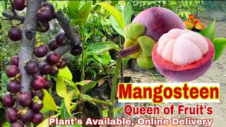 Mangosteen  Queen of Fruits Grafted Plants availableAll India online Delivery Call9339721064 [upl. by Daisy]