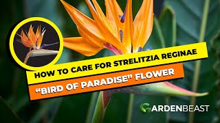 Complete Guide to Strelitzia Reginae How to Care for “Bird of Paradise” Flower [upl. by Egni]