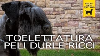 TOELETTATURA CANI PELI DURI E RICCI trailer documentario [upl. by Elda]