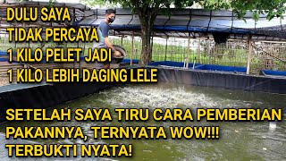 CARA MEMBERI MAKAN IKAN LELE YANG BENAR AGAR UNTUNG MAKSIMAL [upl. by Weathers]