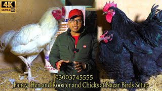 Lohmann Brown Hen and Fancy Hen and Rooster and Chicks at Nazar Birds Setup Feb 2024 Karachi [upl. by Greenwood]