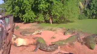 Crocodile bites foot off another crocodile [upl. by Laen]