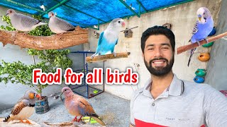 my birds food  finch food doves food pigeon food and parrot food  seed mix fo all birds [upl. by Crispa529]